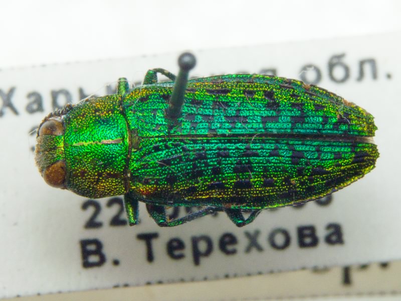 Lamprodila mirifica mirifica (Mulsant, 1855)